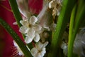 Beautiful blooming plum blossom closeup durning beautiful natural ligh